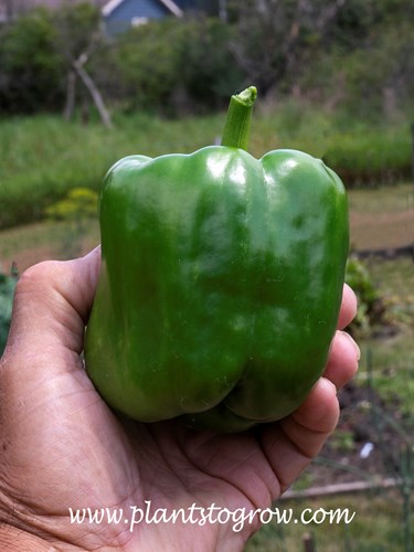 Californa Wonder Green Pepper (Capsicum)
It was first introduced by California growers around 1928. Produces thick, green, sweet, blocky fruit. I have used this variety many times, and it produces as good as or better than many of the hybrids.